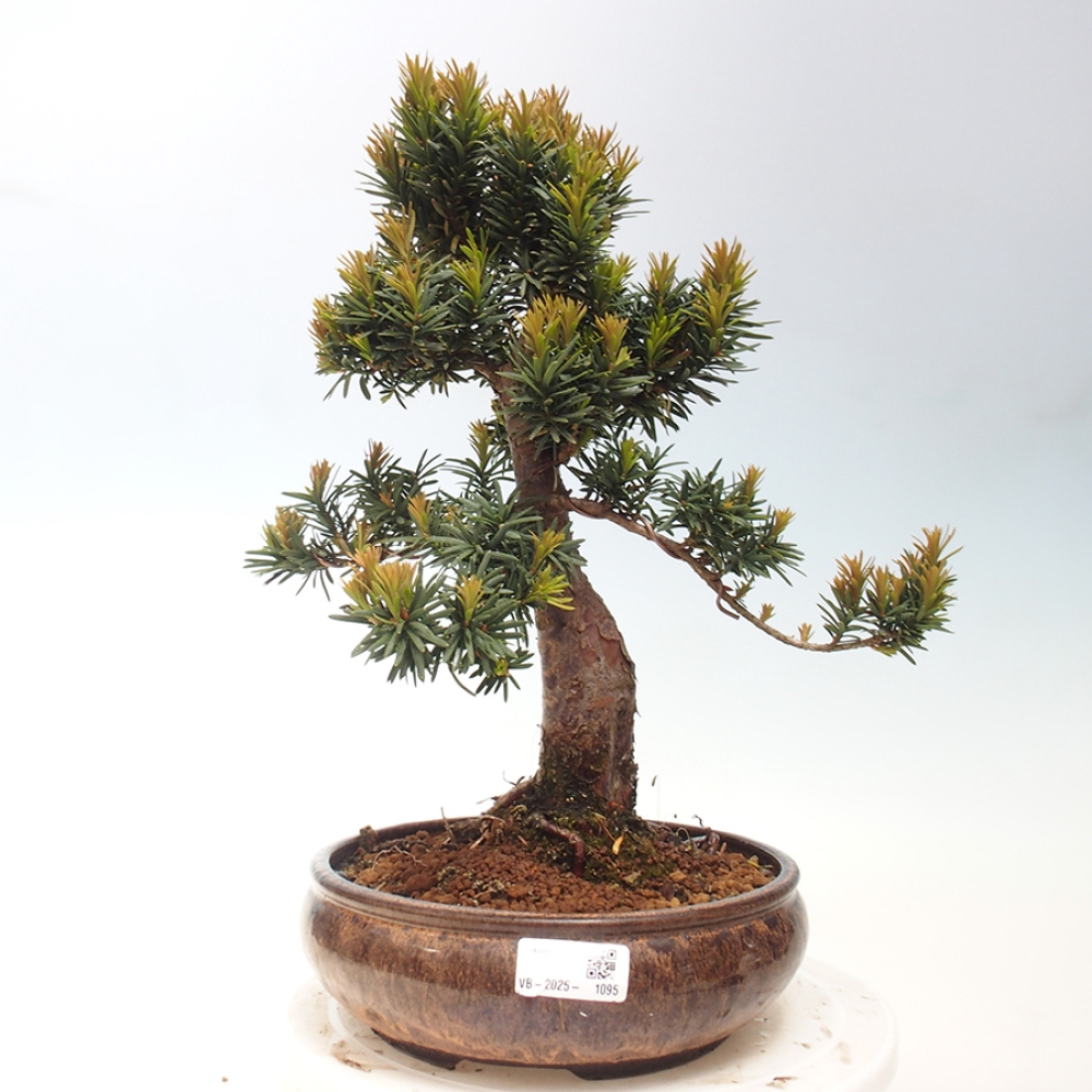Venkovní bonsai - Taxus cuspidata  - Tis japonský