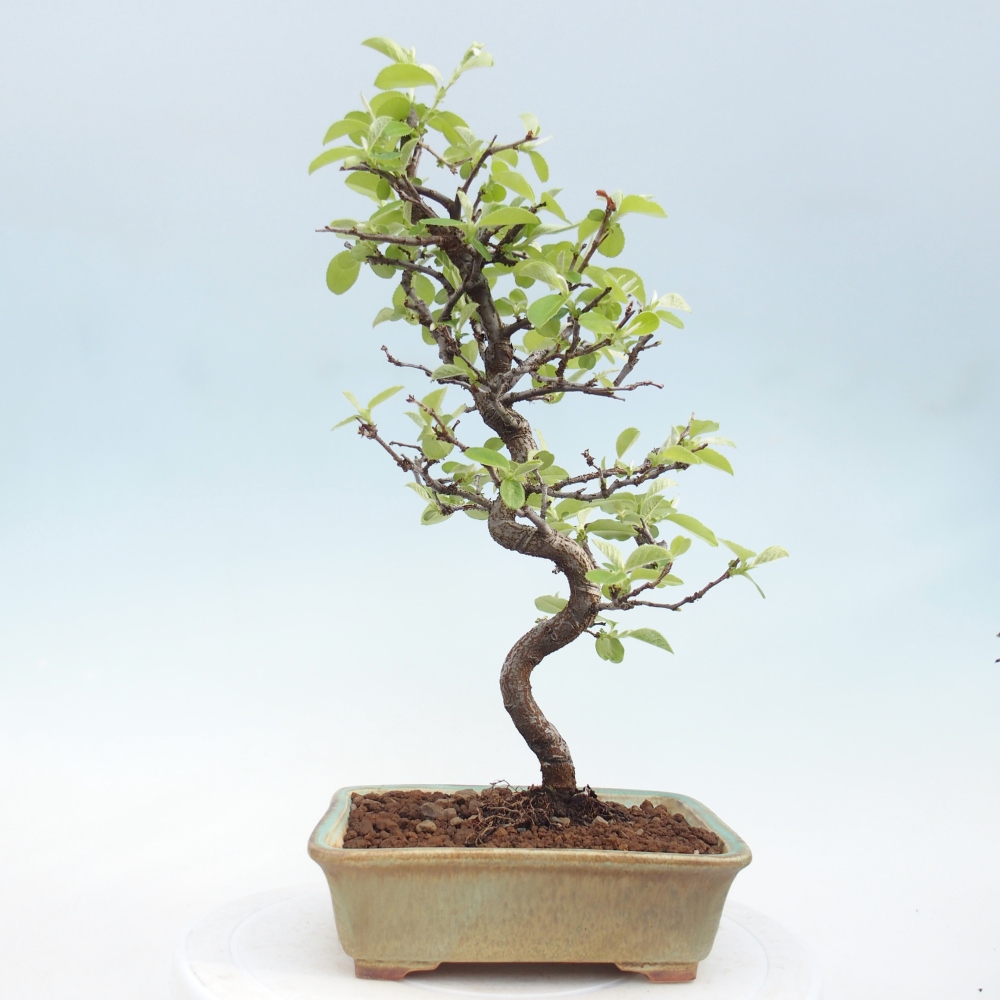 Venkovní  bonsai -  Chaneomeles chinensis - Kdoulovec čínsky