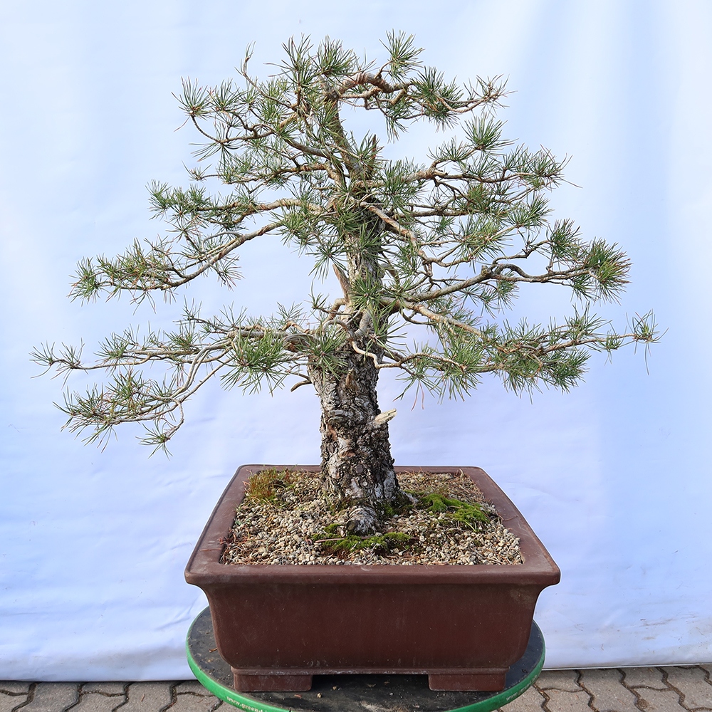 Pinus sylvestris Španělsko - borovice lesní