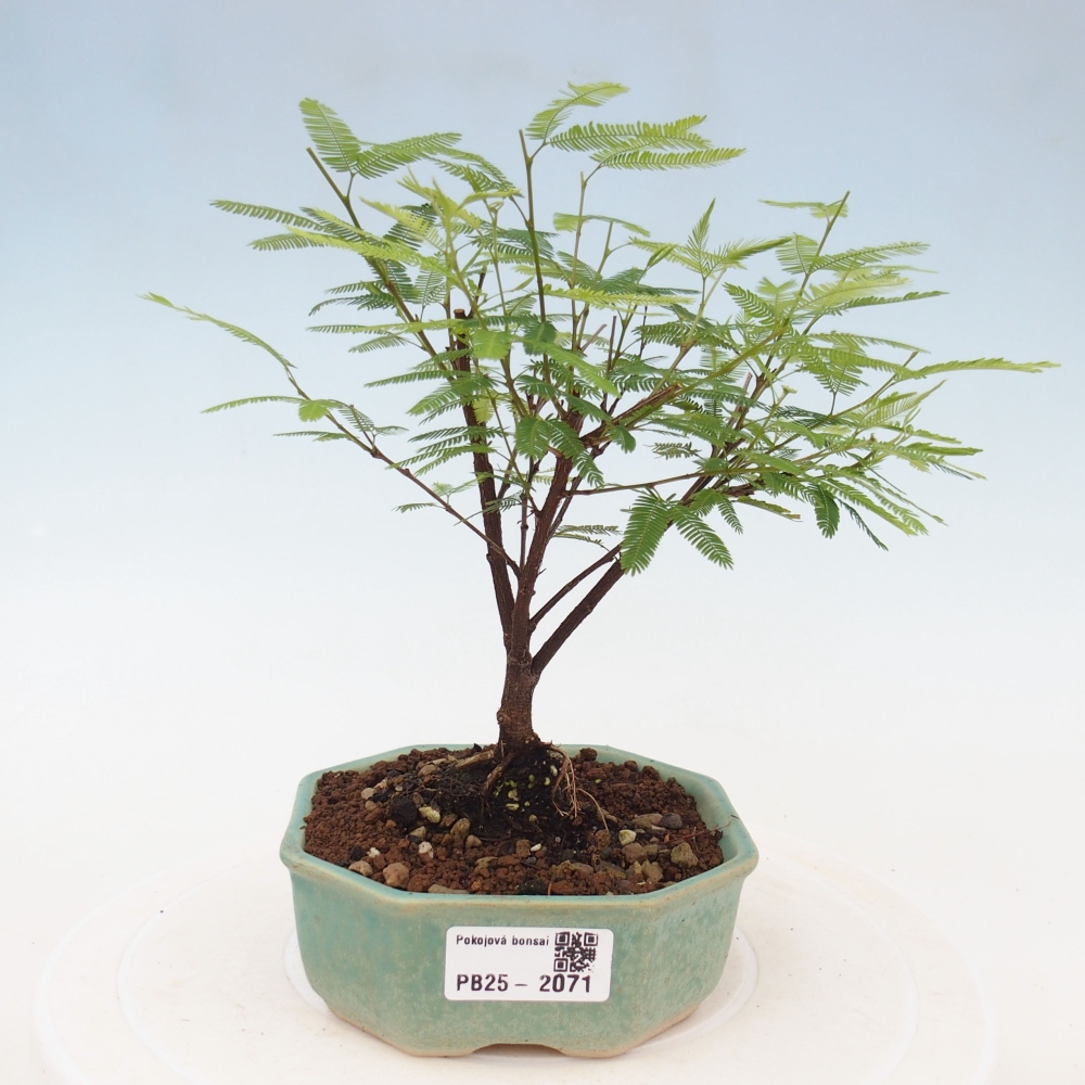 Pokojová bonsai-Calliandra surinamensis Dixie Pink - Kaliandra Suriámská