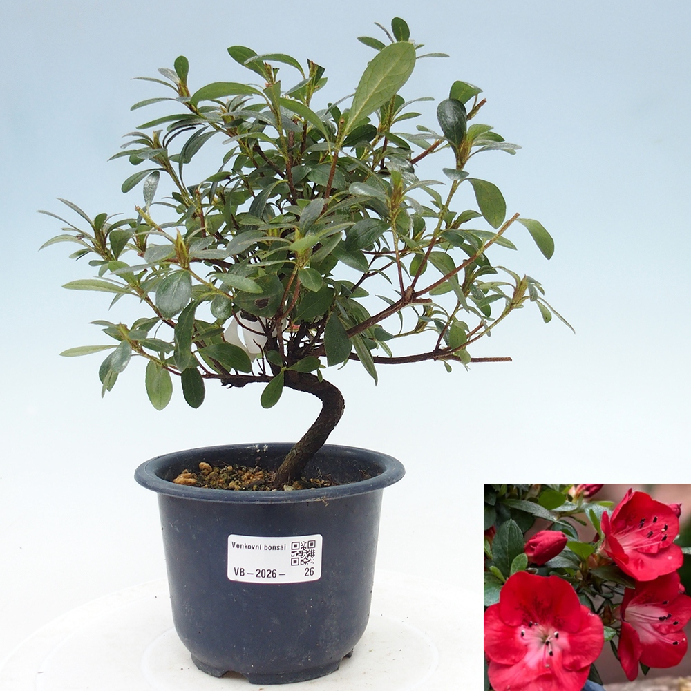 Venkovní bonsai - Japonská azalka - Azalea Benibeni