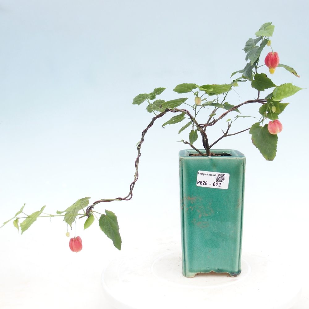 Pokojová bonsai - Abutilon Big Bell - Mračňák poříční