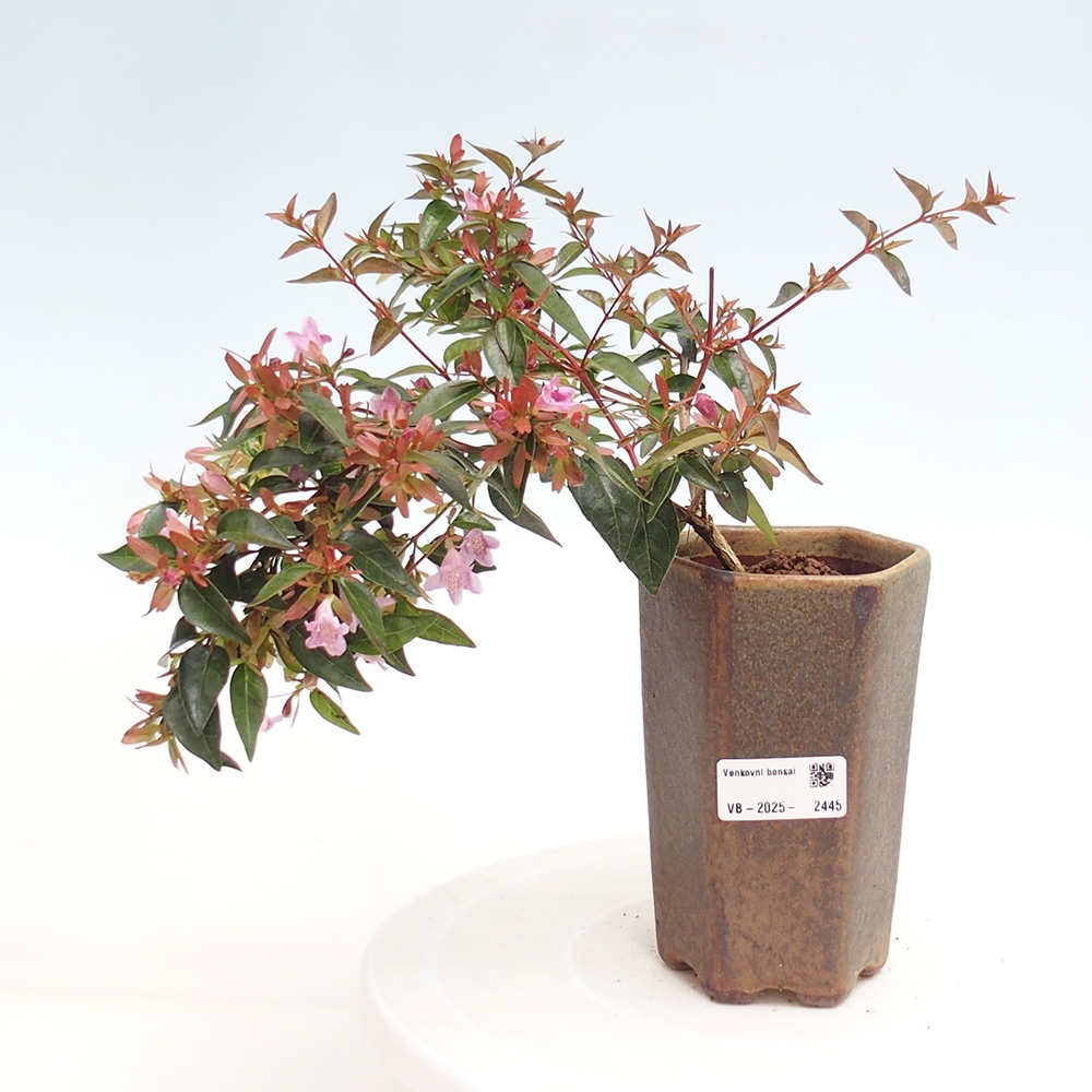 Venkovní bonsai - Abelia Grandiflora - Abélie velkokvětá