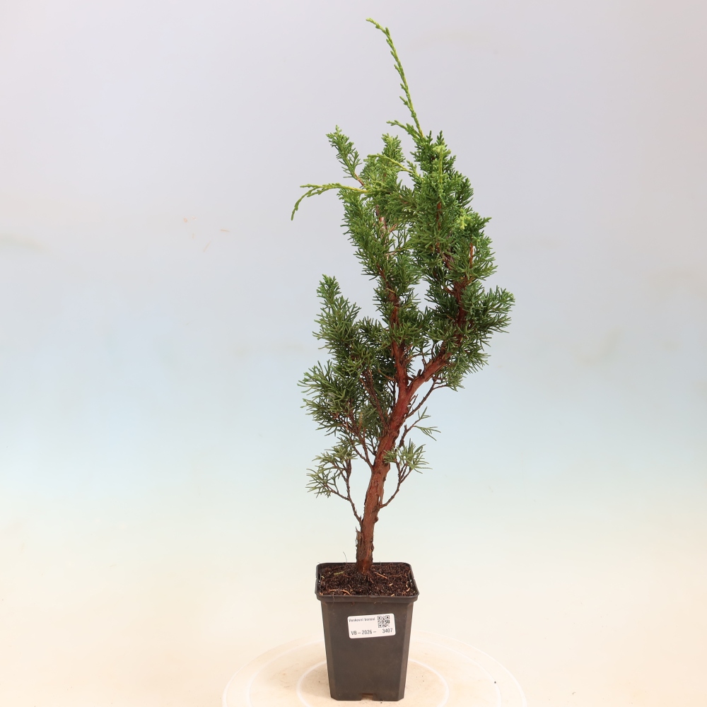 Venkovní bonsai - Juniperus chinensis Kishu -Jalovec čínský