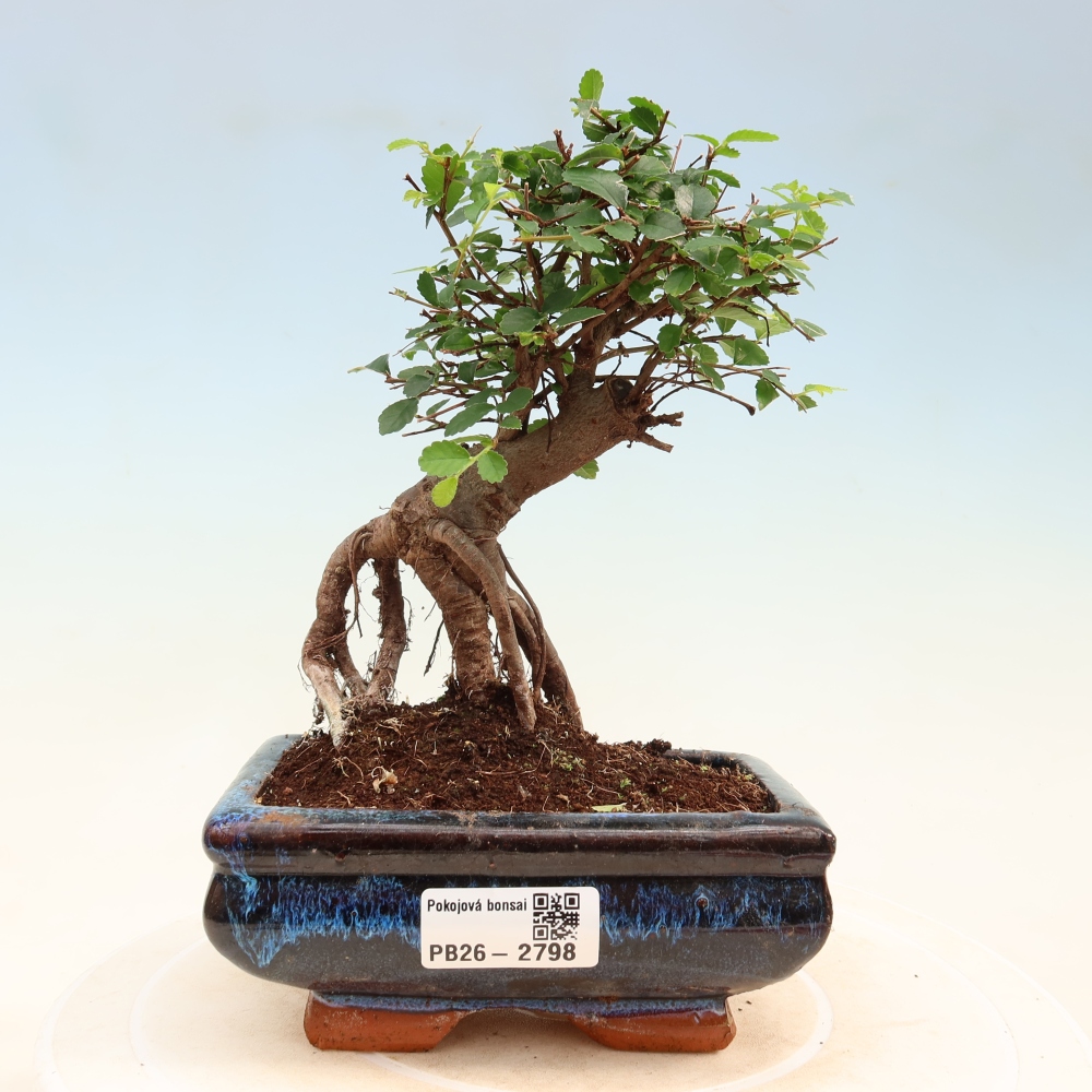 Pokojová bonsai - Ulmus parvifolia - Malolistý jilm
