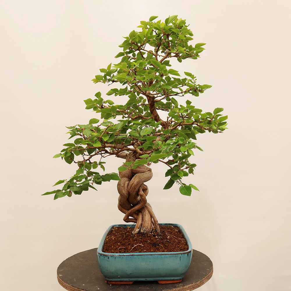 Venkovní bonsai -Carpinus Coreana - Habr korejský