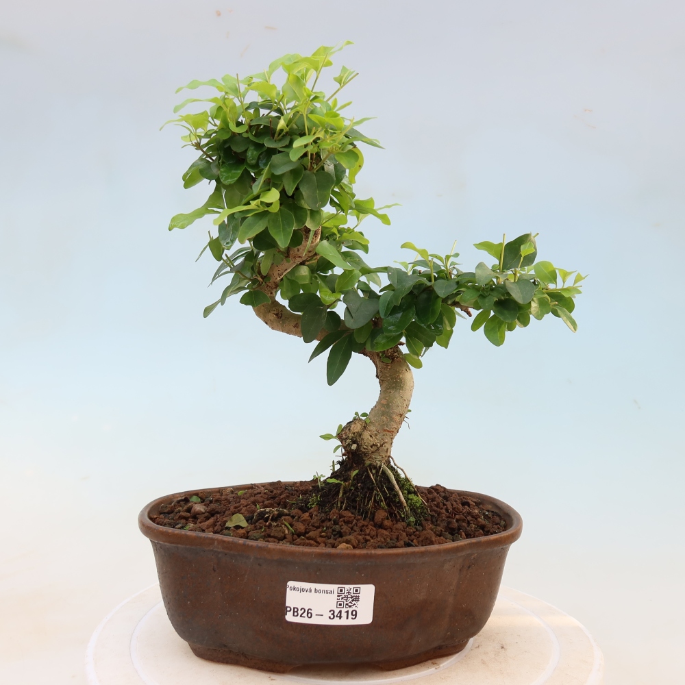 Pokojová bonsai -Ligustrum chinensis - Ptačí zob