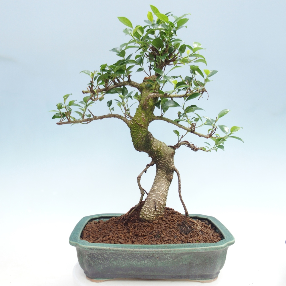 Pokojová bonsai - Ficus kimmen -  malolistý fíkus