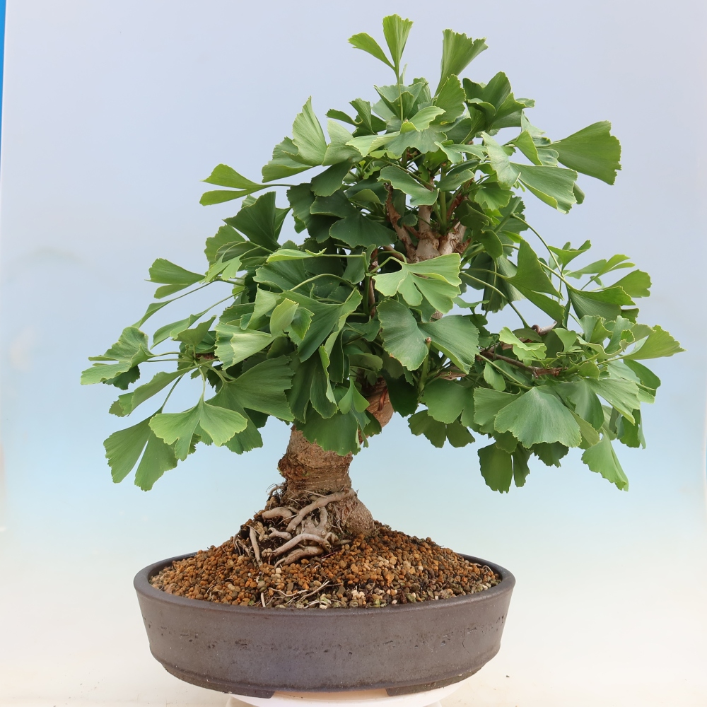 Venkovní bonsai - Jinan dvoulaločný - Ginkgo biloba