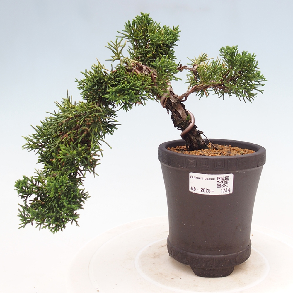 Venkovní bonsai - Juniperus chinensis Kishu -Jalovec čínský
