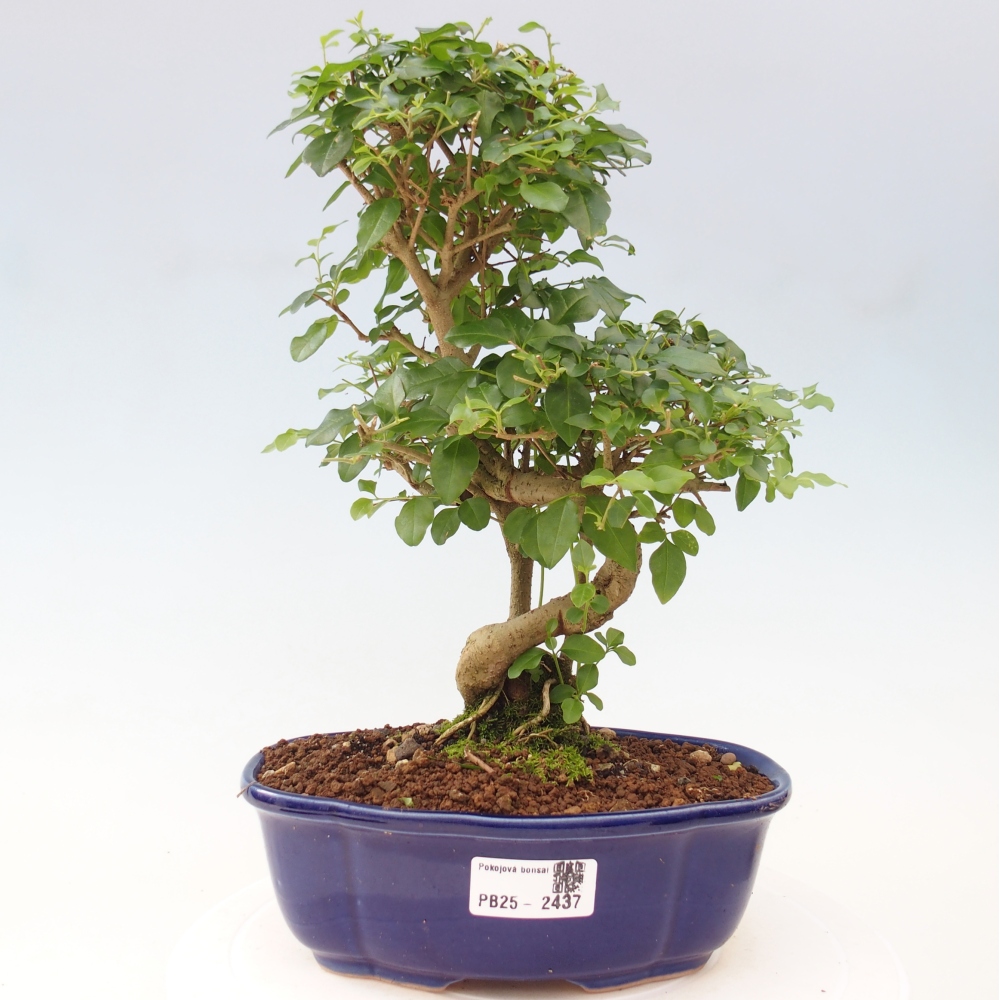 Pokojová bonsai -Ligustrum chinensis - Ptačí zob