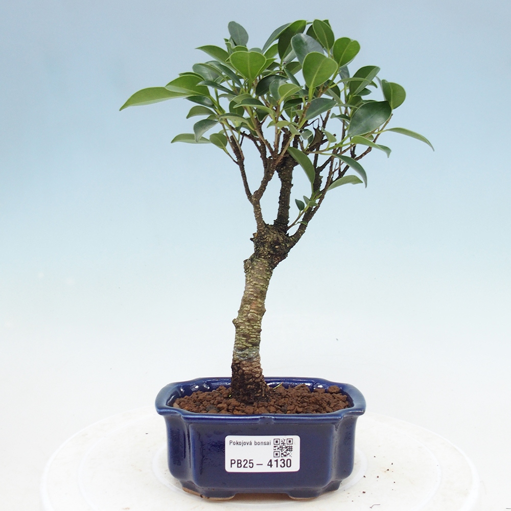 Pokojová bonsai Ficus retusa kimmen
