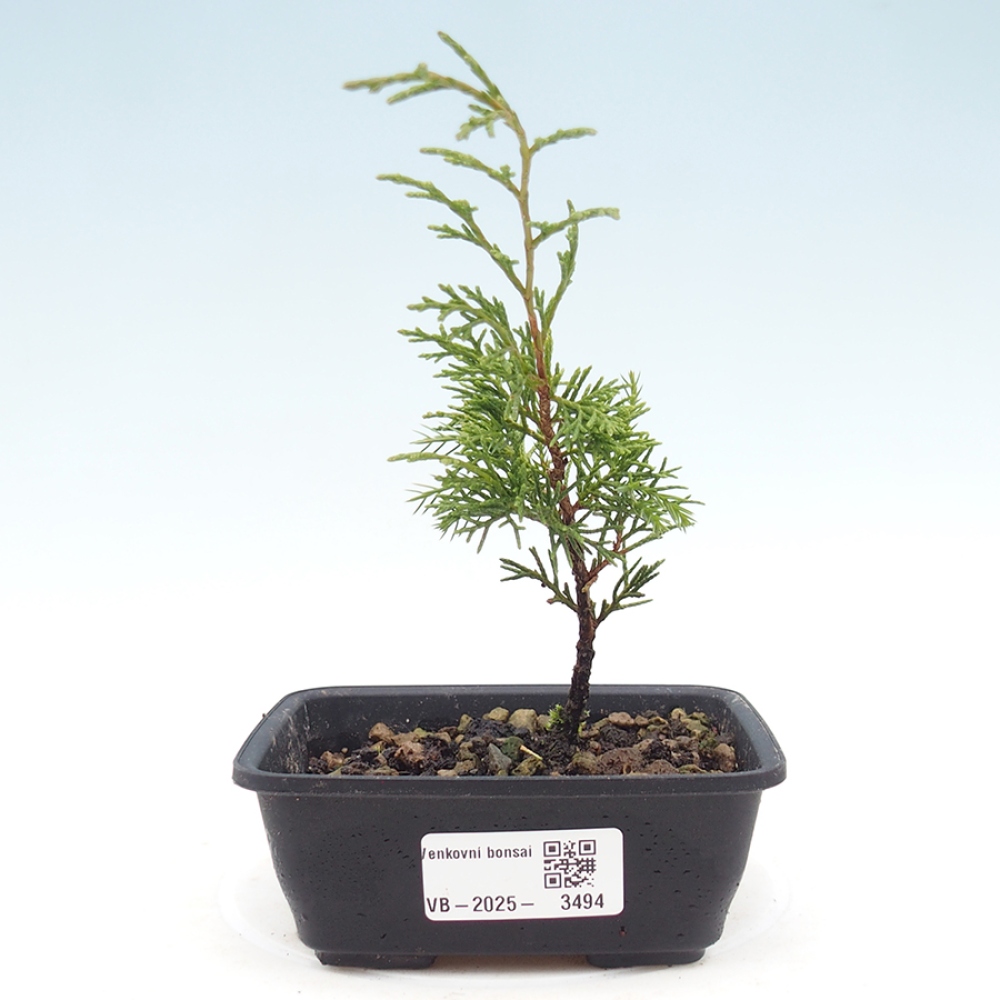 Venkovní bonsai - Juniperus chinensis Itoigawa -Jalovec čínský
