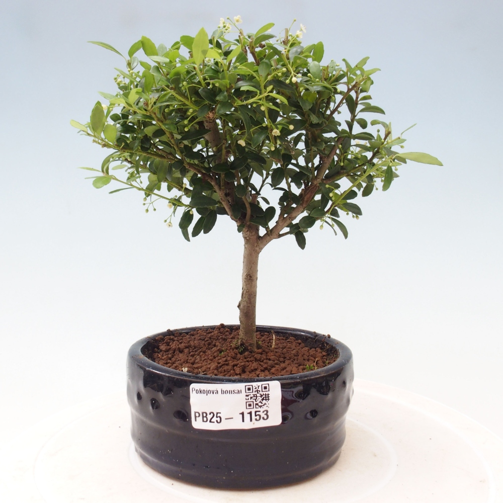 Pokojová bonsai - Ilex crenata - Cesmína
