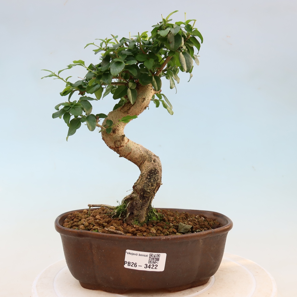 Pokojová bonsai -Ligustrum chinensis - Ptačí zob