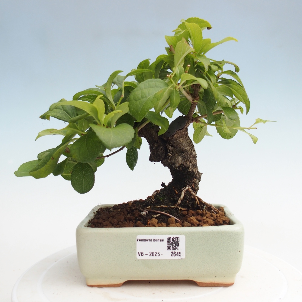 Venkovní bonsai - Celastrus  orbiculatus - Jesenec okrouhlolistý