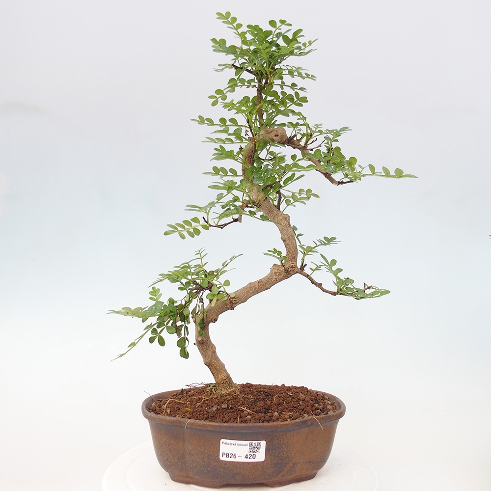 Pokojová bonsai - Zantoxylum piperitum - Pepřovník