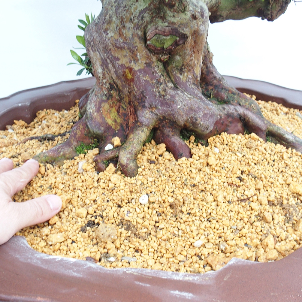 Venkovní bonsai - Japonská azalka - Azalea Toki