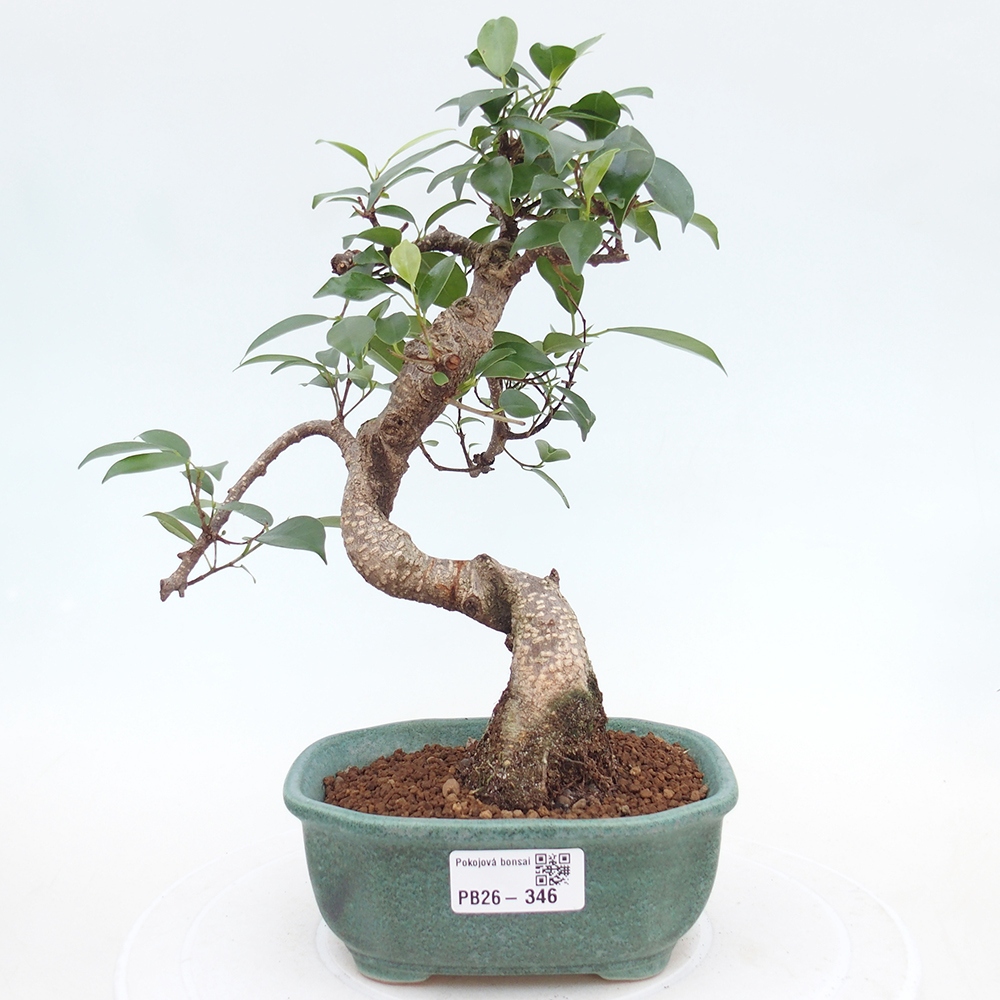 Pokojová bonsai - Ficus retusa -  malolistý fíkus