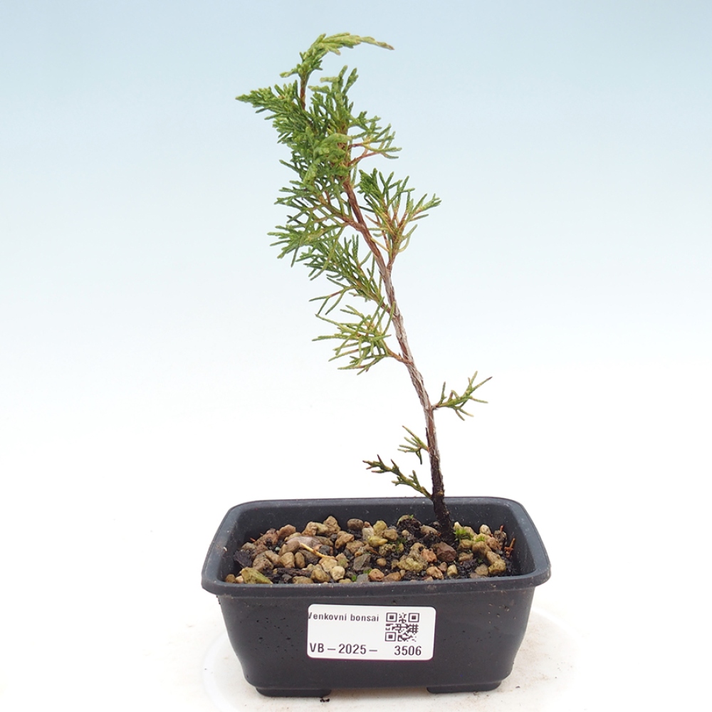 Venkovní bonsai - Juniperus chinensis Itoigawa -Jalovec čínský