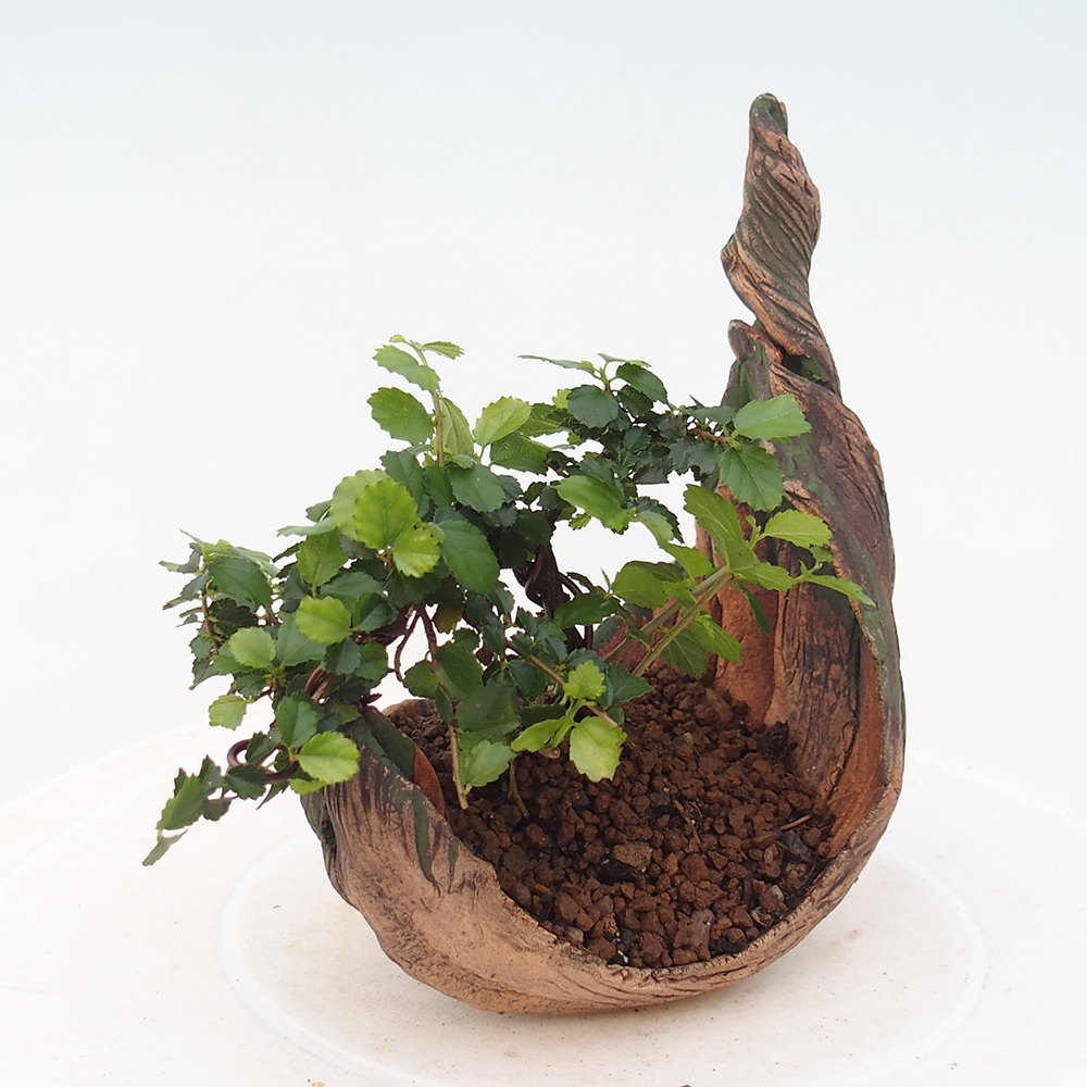 Pokojová bonsai - Grewia sp. - Grewie malolistá