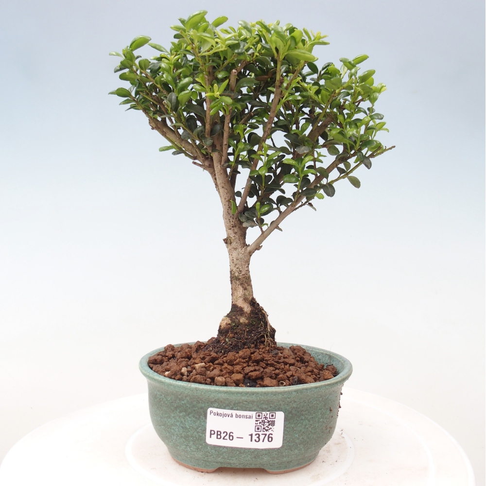 Pokojová bonsai - Ilex crenata - Cesmína