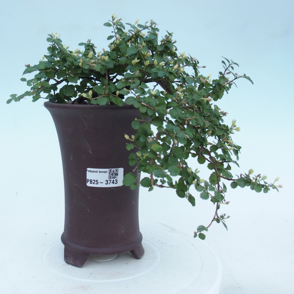 Pokojová bonsai - Grewia sp. - Grewie malolistá