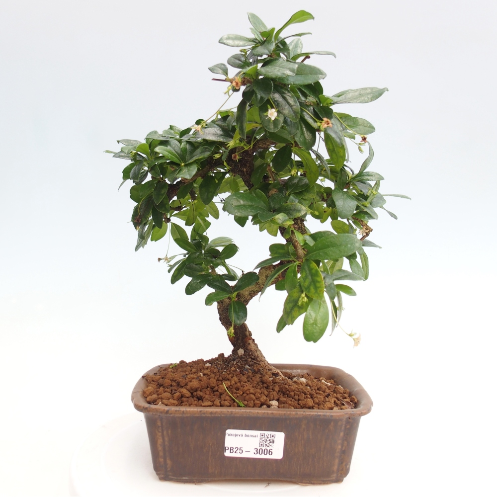 Pokojová bonsai - Carmona macrophylla - Čaj fuki