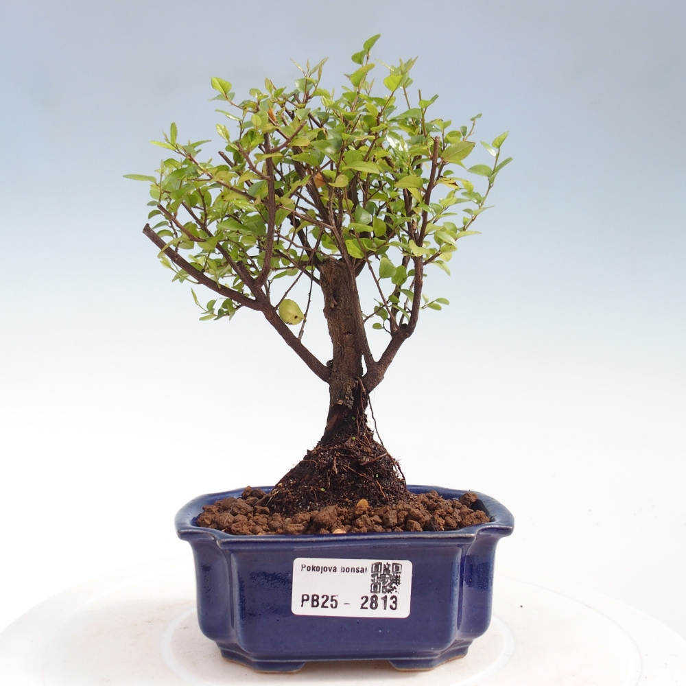Pokojová bonsai - Sagerécie thea - Sagerécie thea