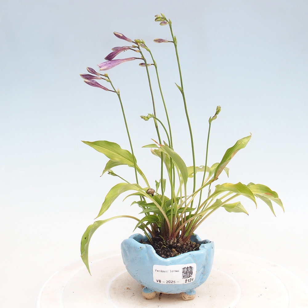 Venkovní bonsai - Mini Hosta - Bohyška