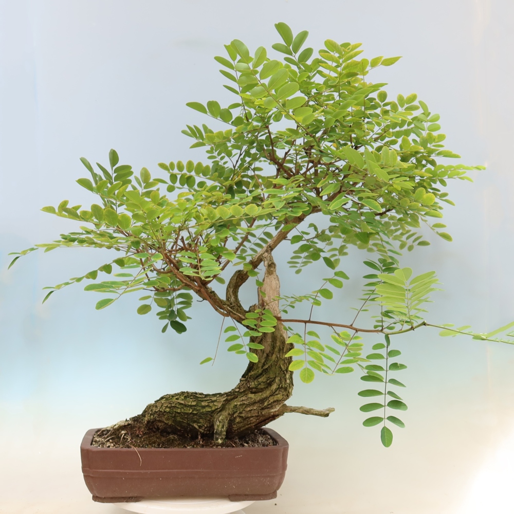 Venkovní bonsai - Trnovník  Akát - Robinia pseudoacacia