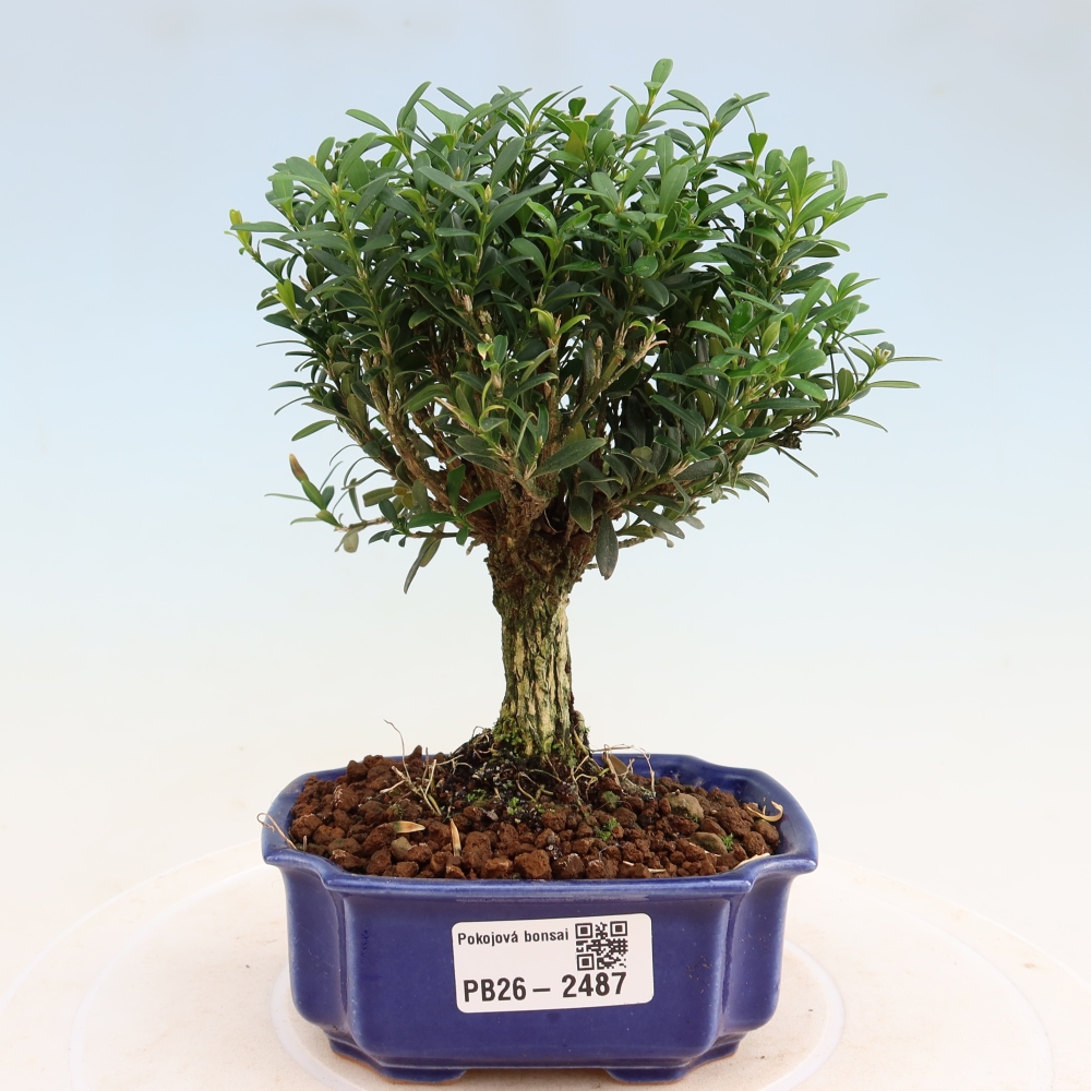 Pokojová bonsai - Buxus harlandii -korkový buxus
