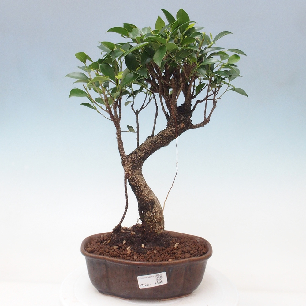 Pokojová bonsai - Ficus retusa -  malolistý fíkus