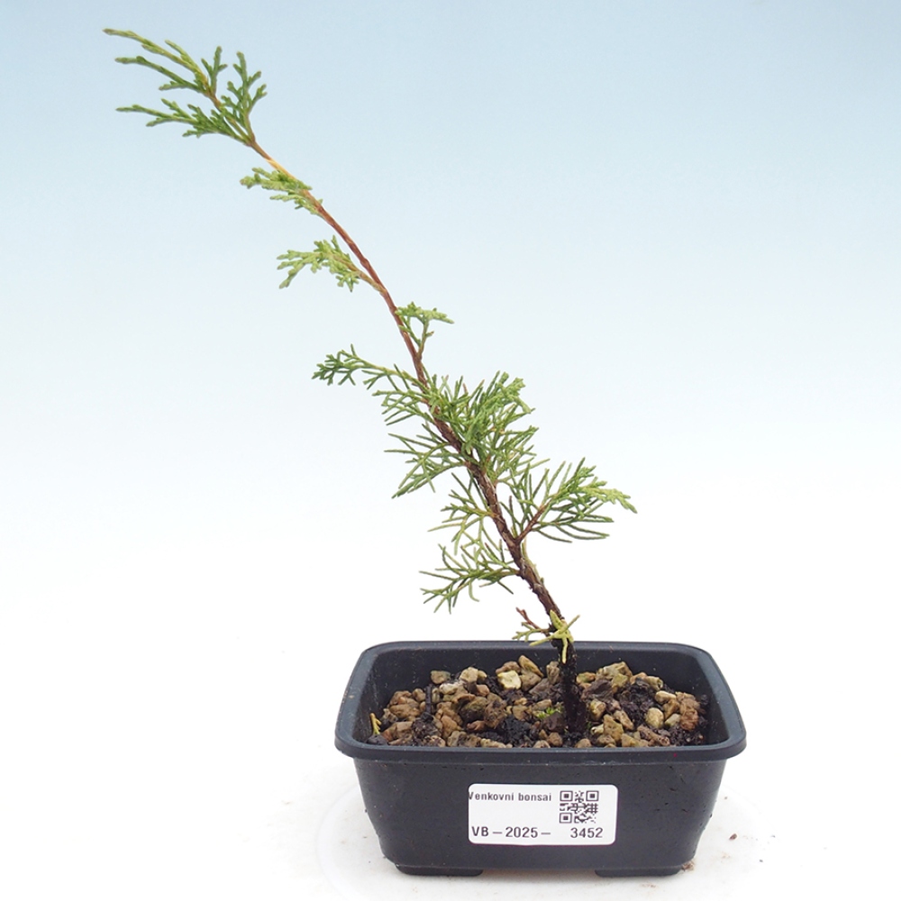 Venkovní bonsai - Juniperus chinensis Itoigawa -Jalovec čínský