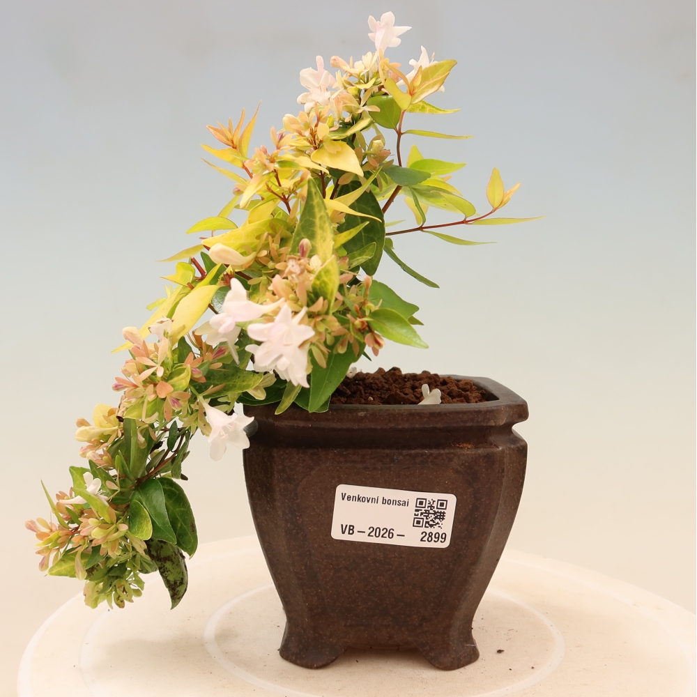 Venkovní bonsai - Abelia gr. Kleidoscope - Abélie velkokvětá