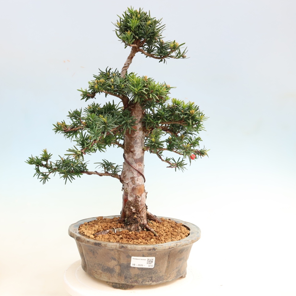 Venkovní bonsai - Taxus cuspidata  - Tis japonský