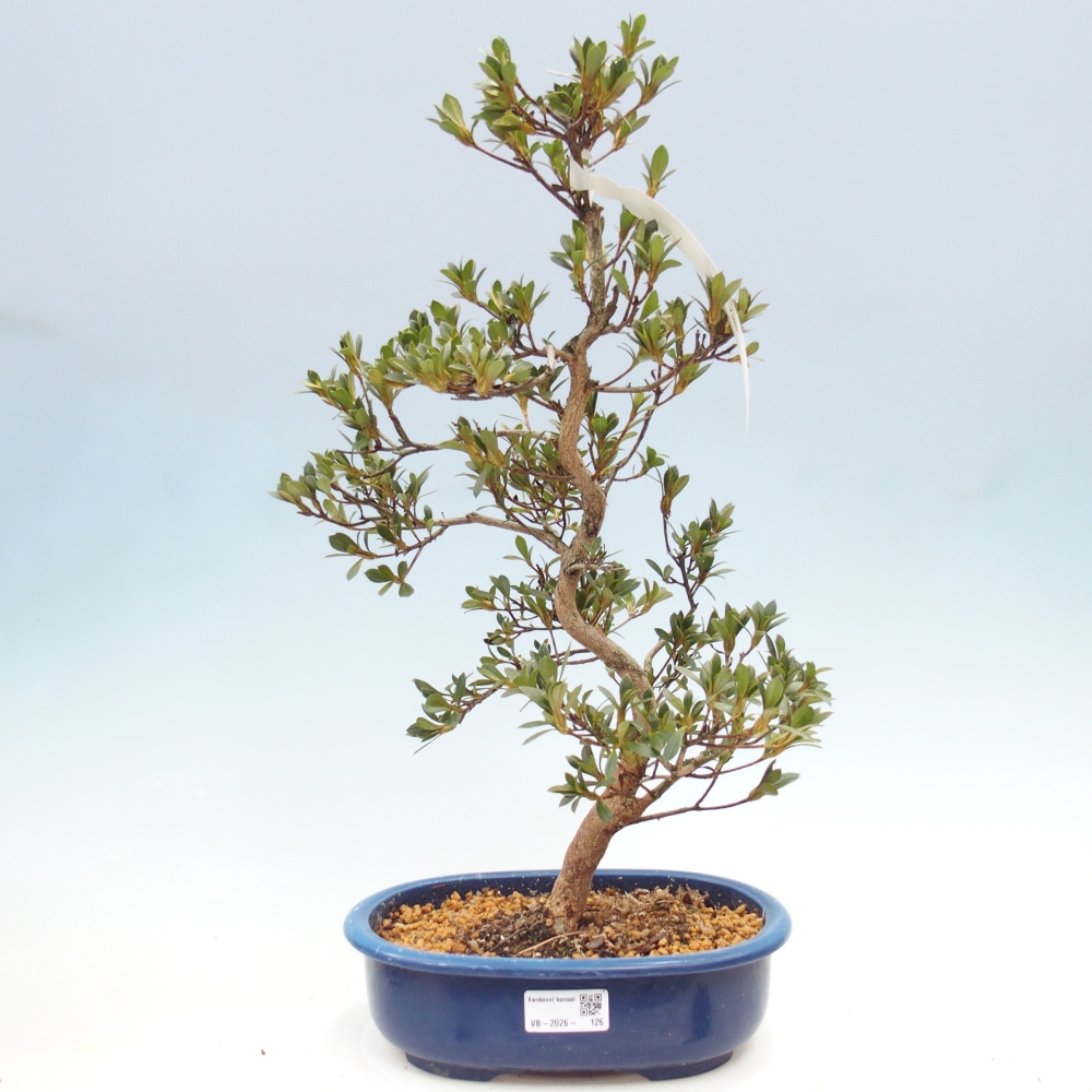 Venkovní bonsai - Japonská azalka - Azalea Yoko