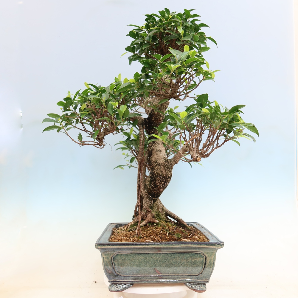 Pokojová bonsai - Ficus kimmen -  malolistý fíkus