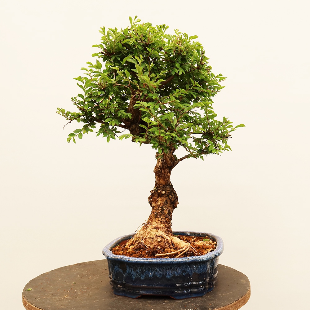 Venkovní bonsai - Zelkova - Zelkova NIRE