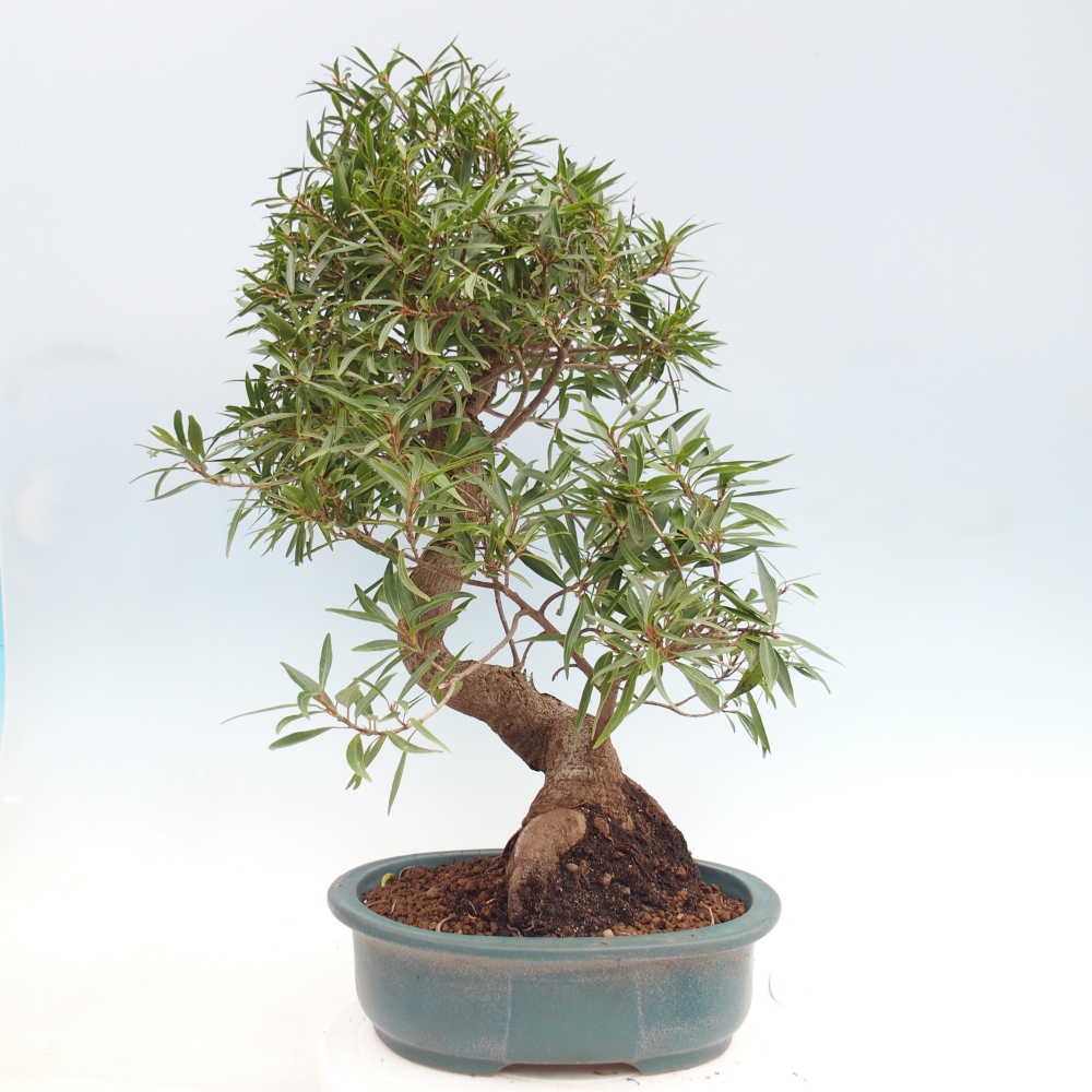 Pokojová bonsai - Ficus nerifolia -  malolistý fíkus