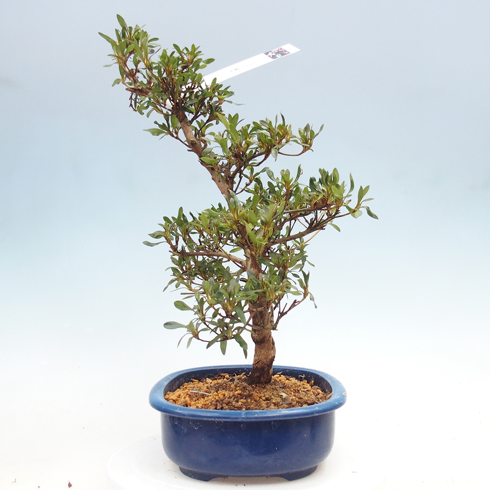 Venkovní bonsai - Japonská azalka - Azalea CHIHIRO