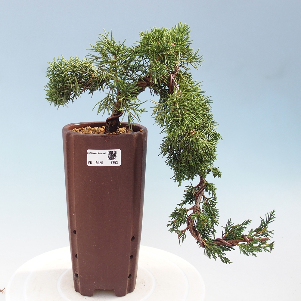 Venkovní bonsai - Juniperus chinensis Kishu -Jalovec čínský