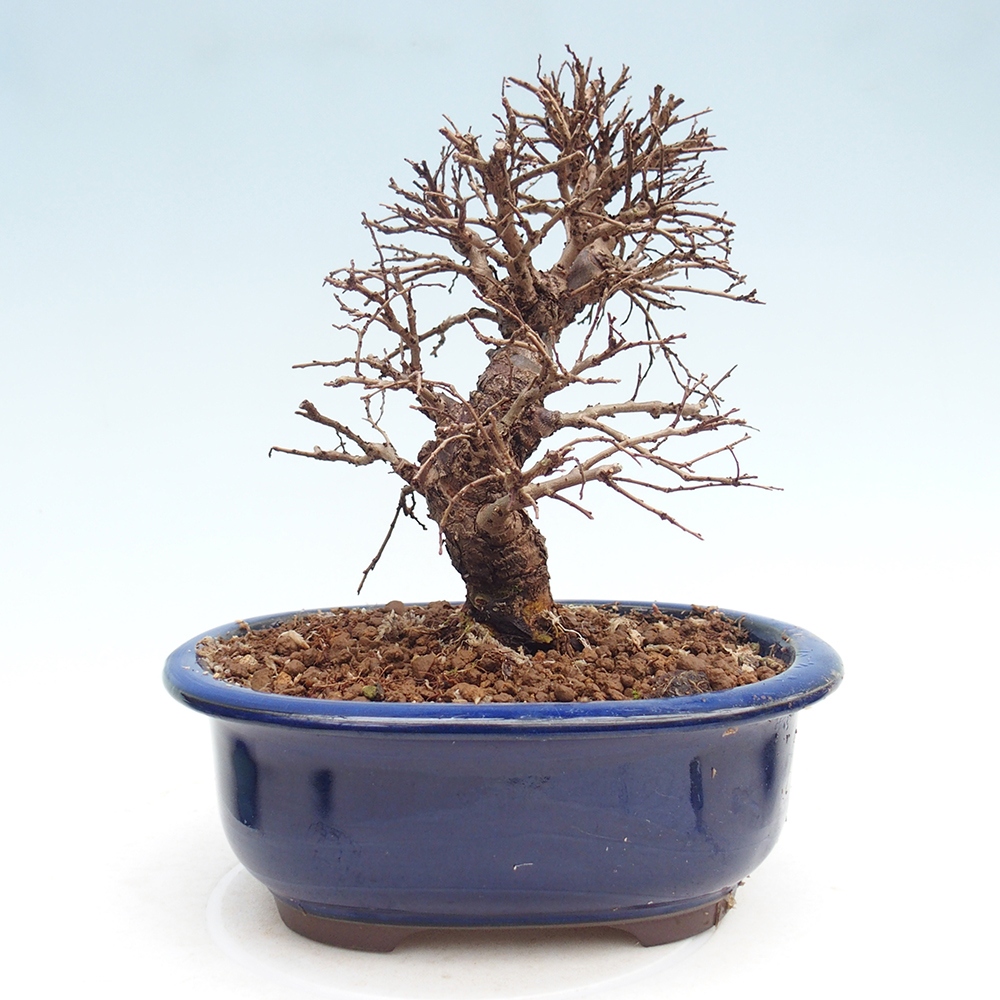 Venkovní bonsai - Zelkova - Zelkova NIRE