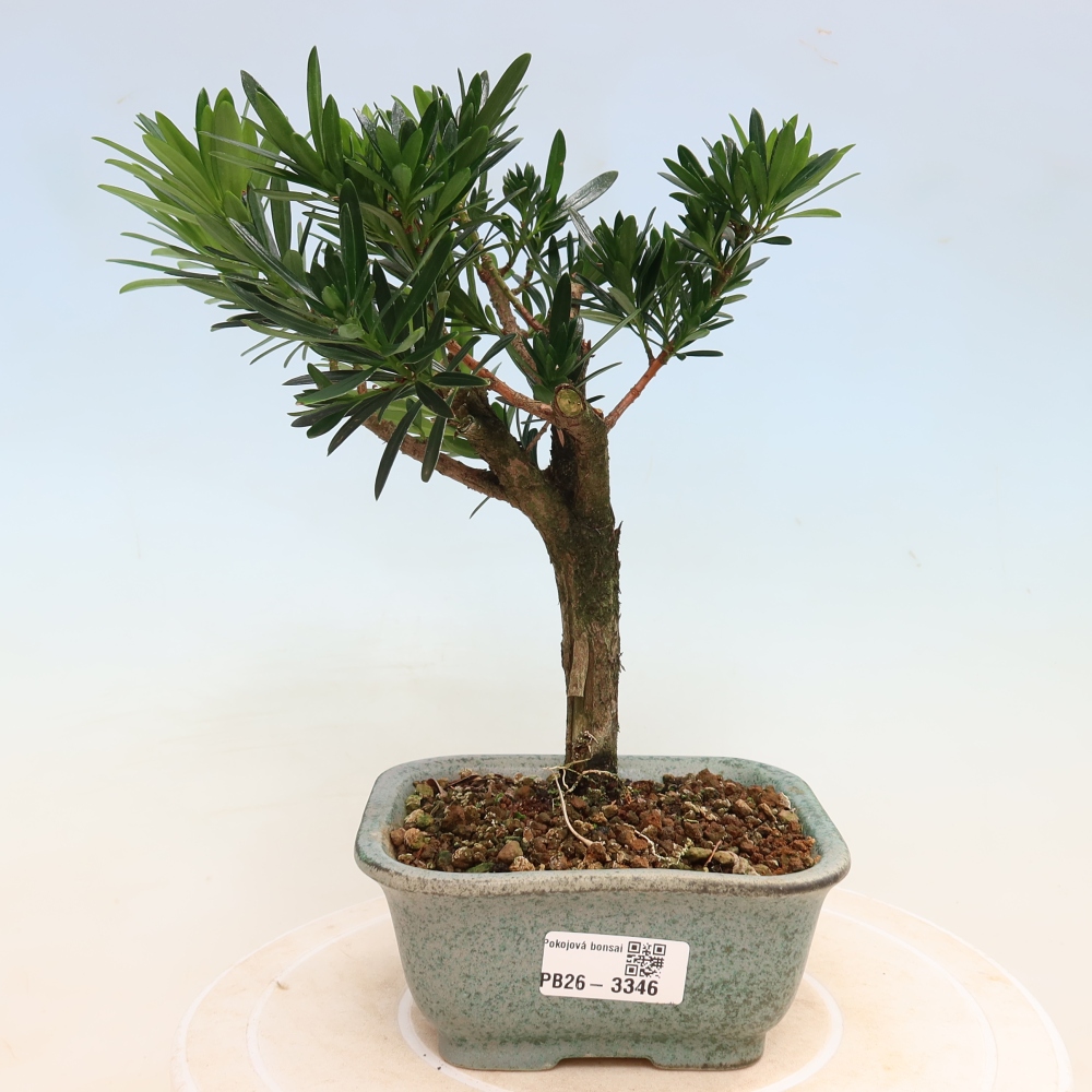 Pokojová bonsai - Podocarpus - Kamenný tis