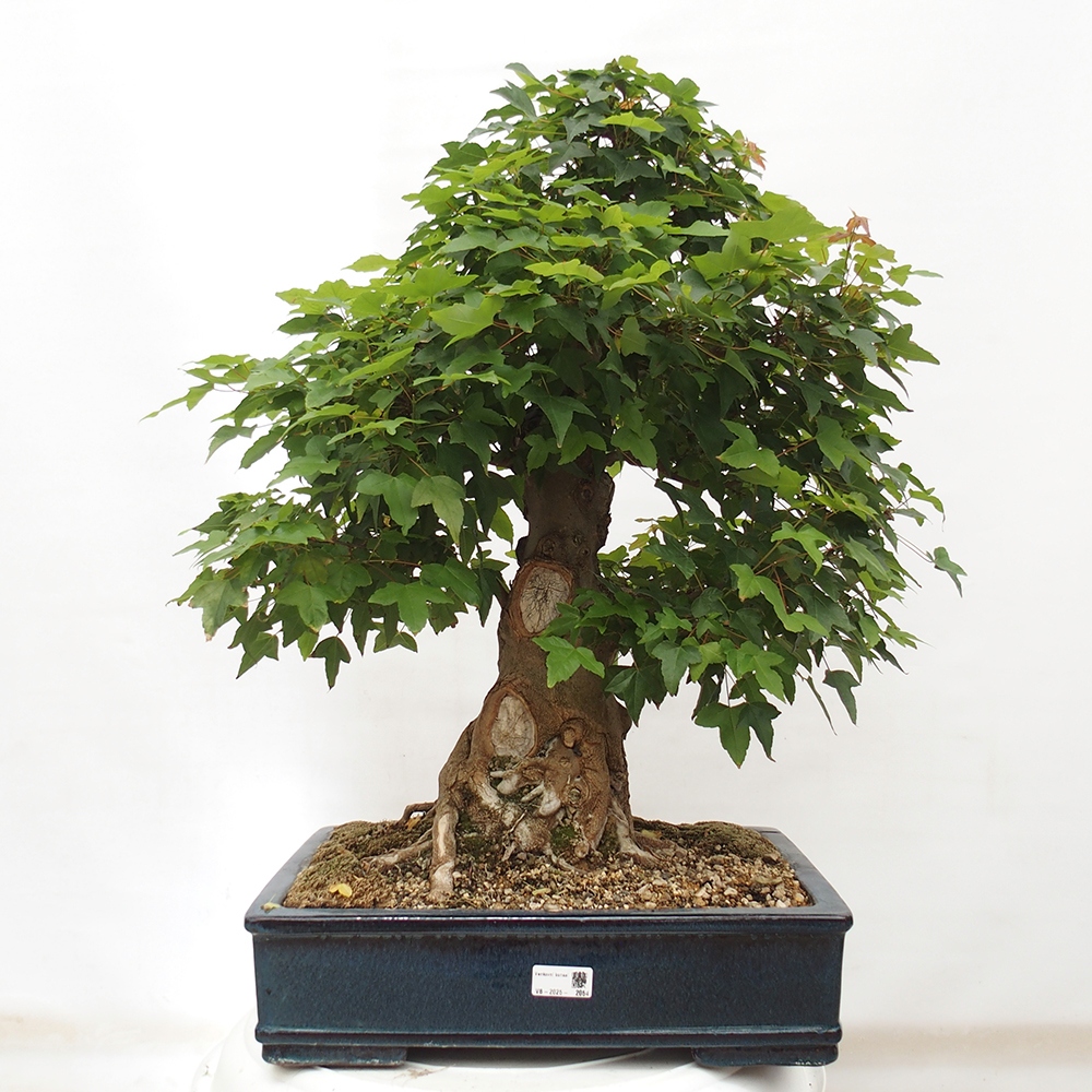 Venkovní bonsai - Acer Buergerianum - Javor Burgerův