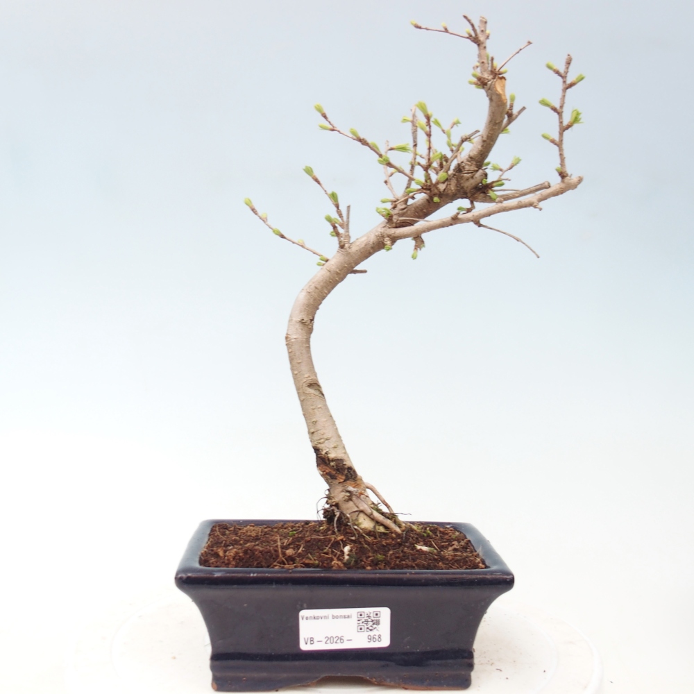 Venkovní bonsai -Pseudolarix amabis-Pamodřín