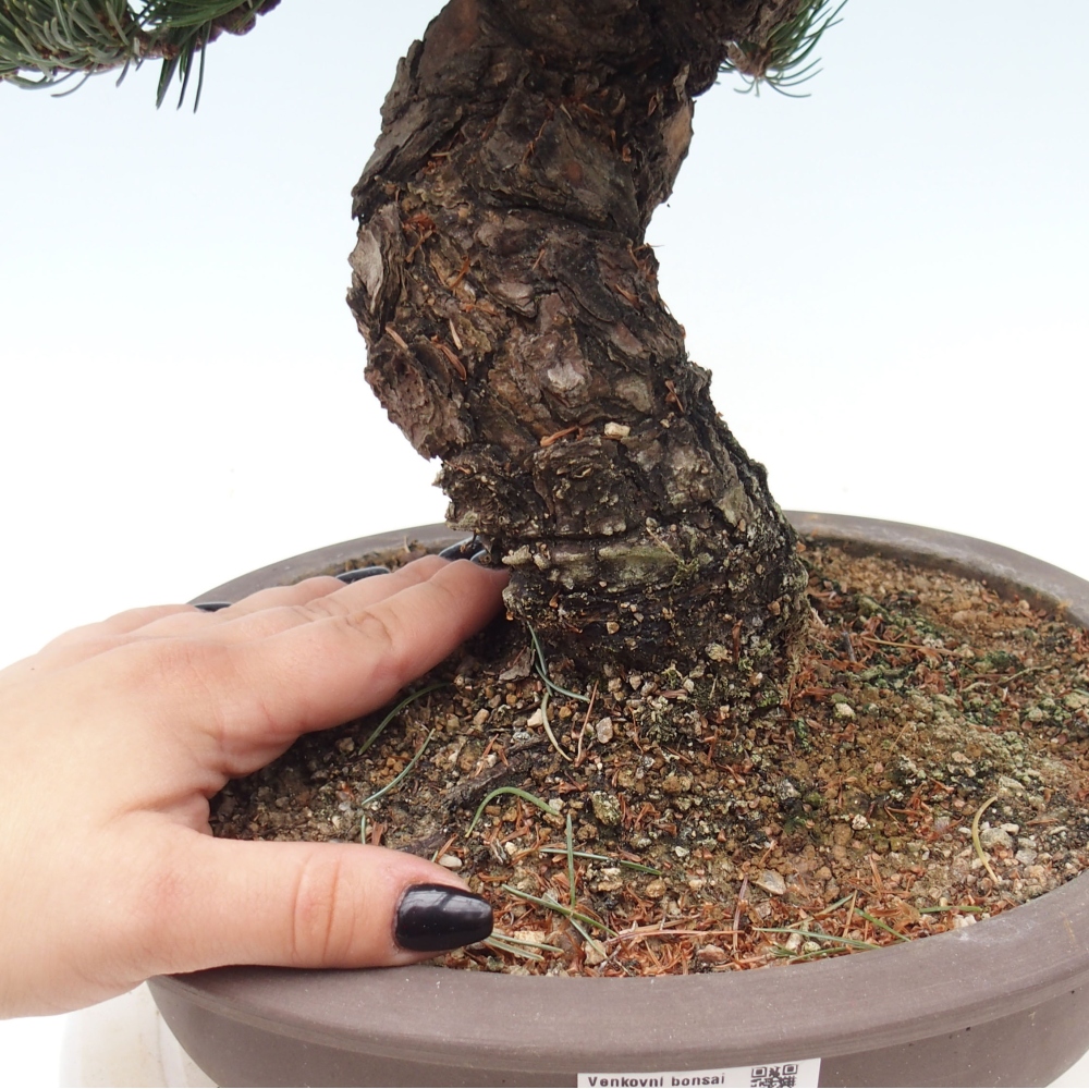 Venkovní bonsai - Pinus parviflora - Borovice drobnokvětá