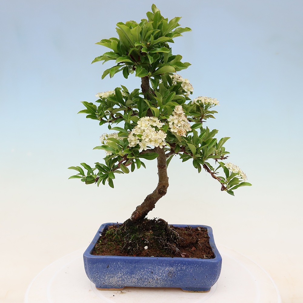 Venkovní bonsai - Pyracantha teton - Hlohyně šarlatová