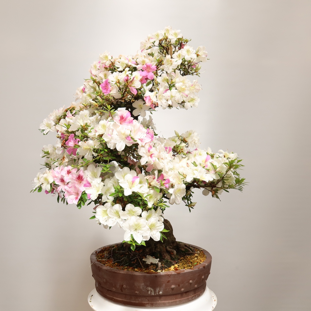 Venkovní bonsai - Japonská azalka - Azalea Kotobokietsu