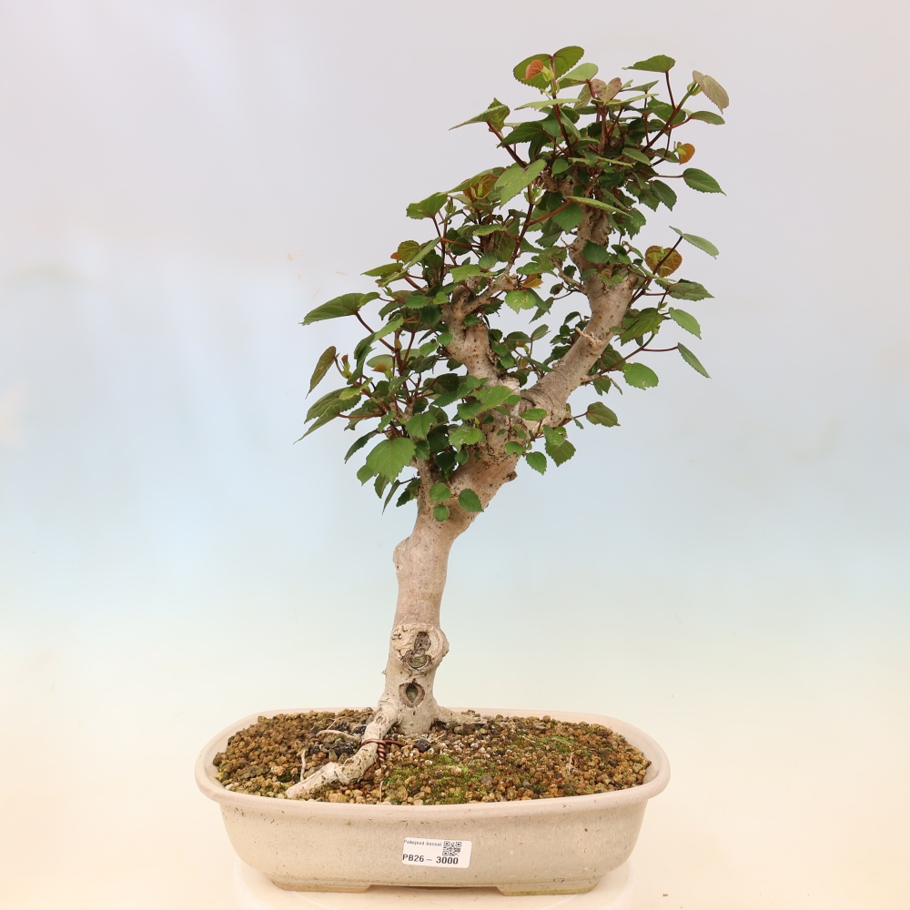Pokojová bonsai - Hibiscus tiliaceus - Ibišek lípovitý, morský